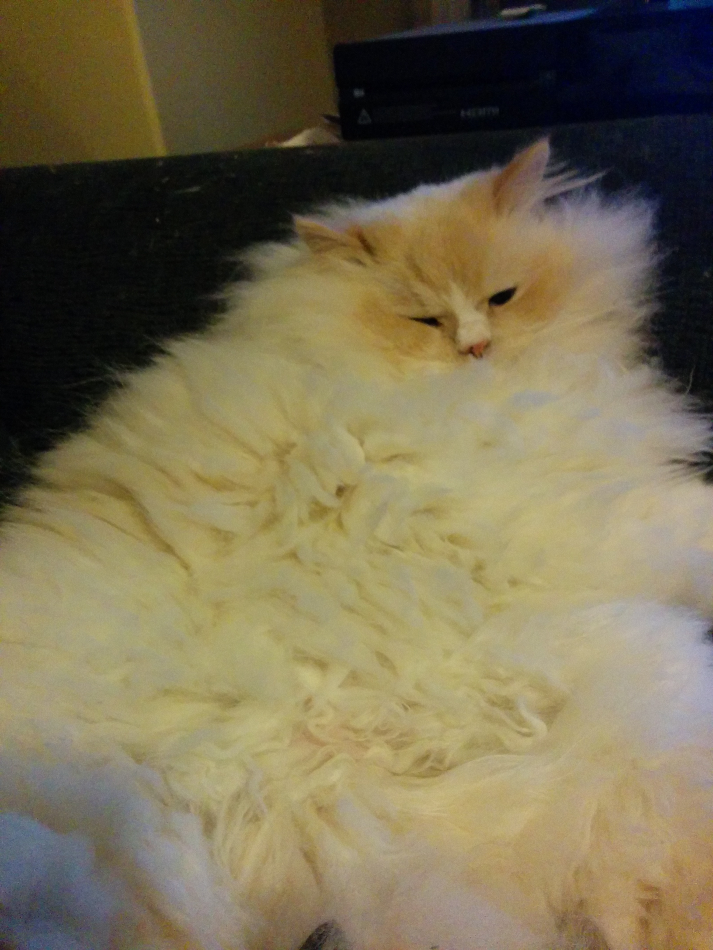 Kitty!