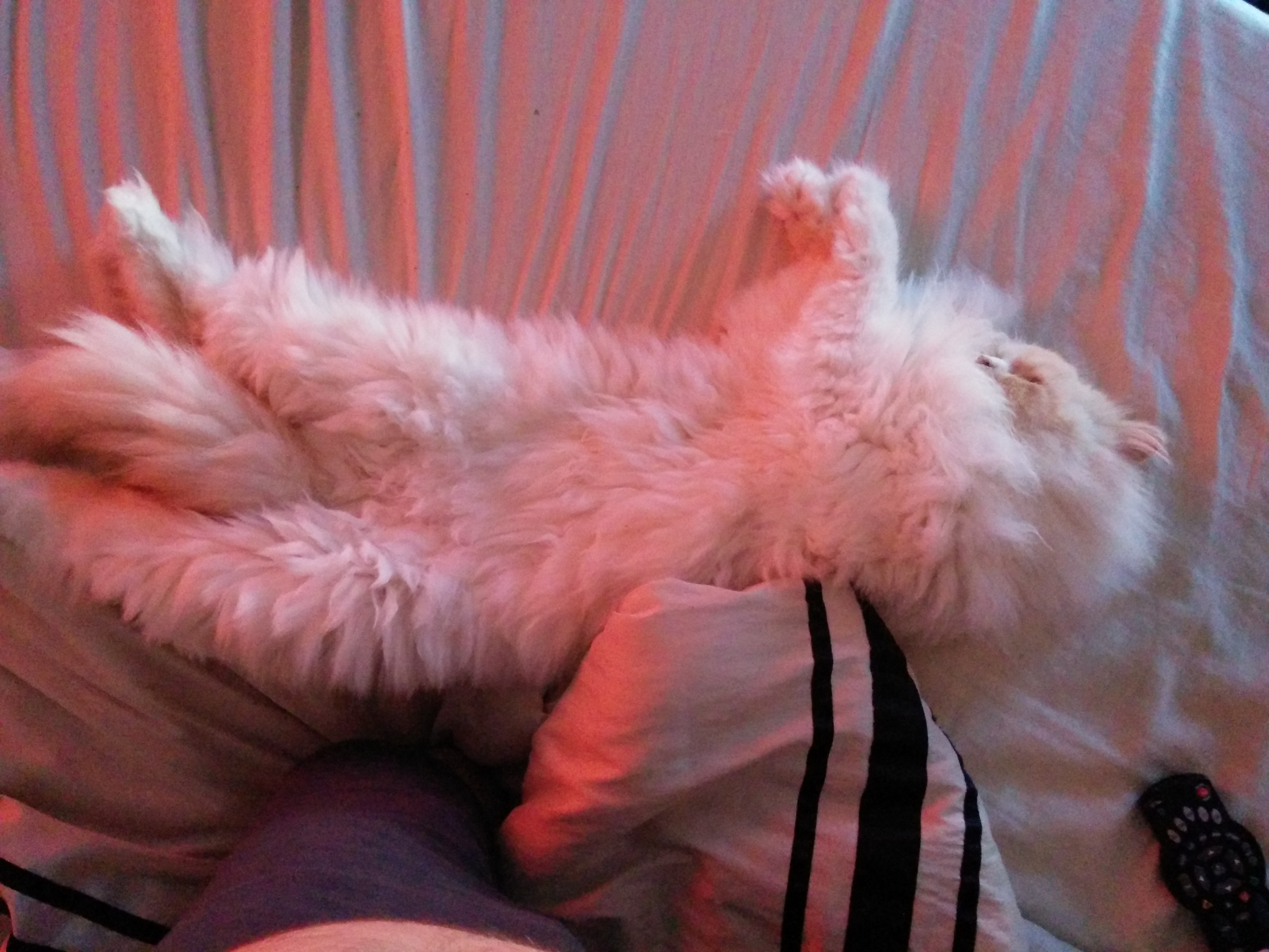 Kitty2!