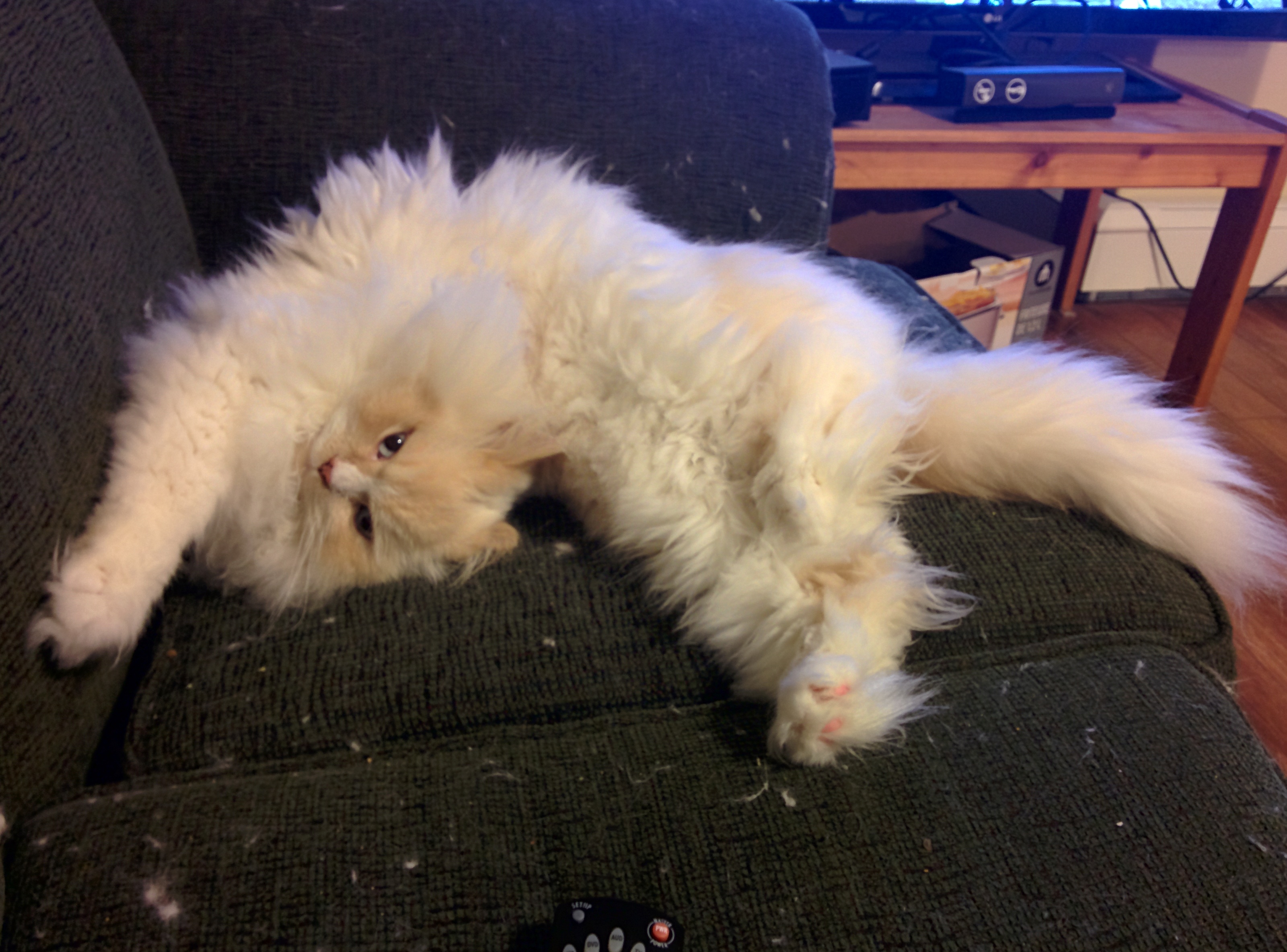 Kitty3