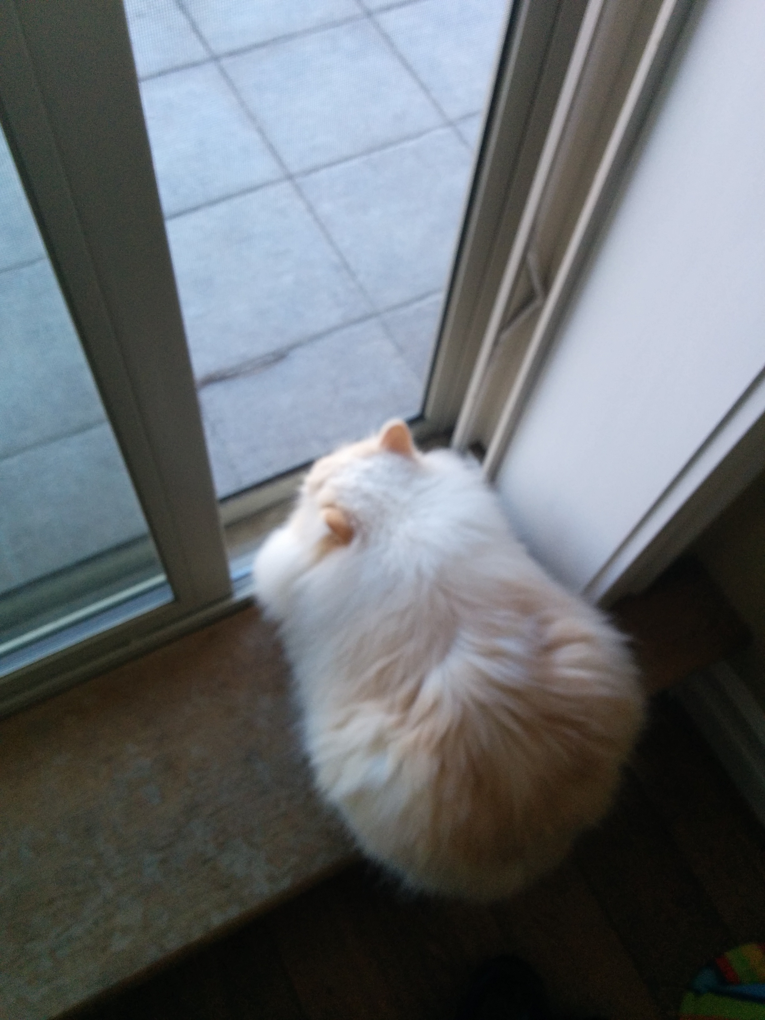 Kitty4